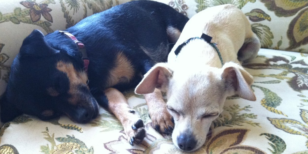 Tate The Foster Dog banner