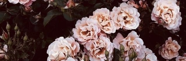 sheof4's profile banner image