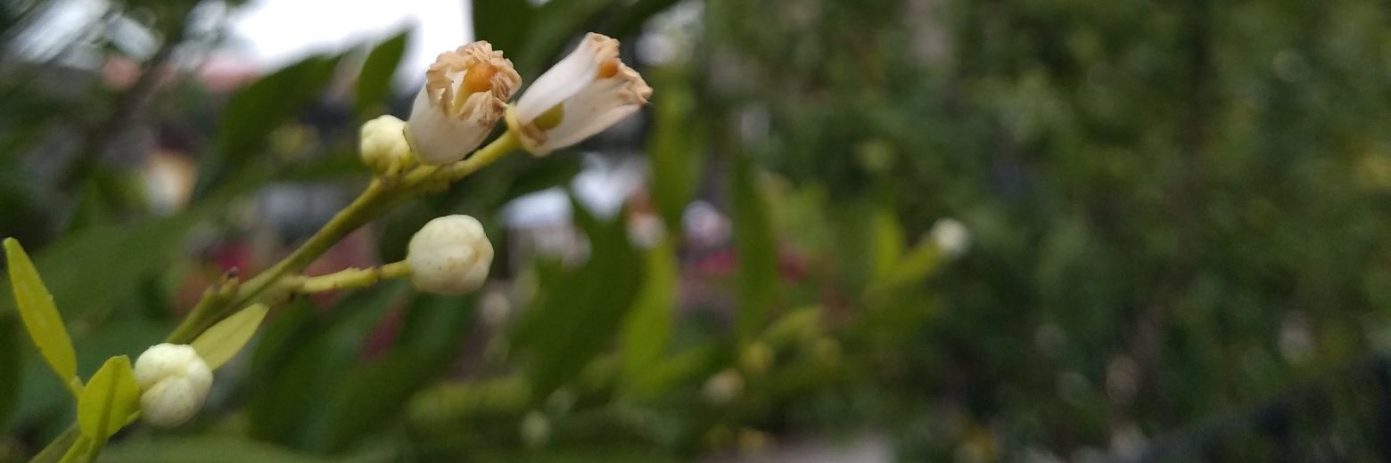 RobertaKneip's profile banner image