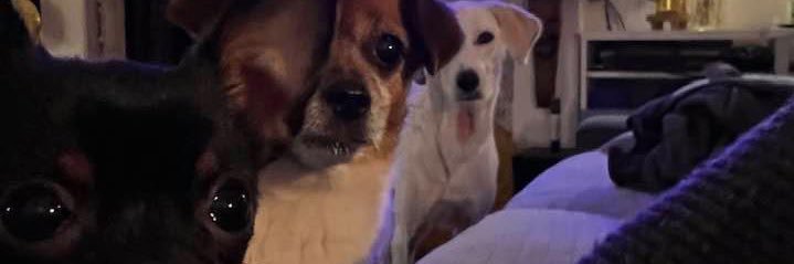 Isabelle Sternheim banner