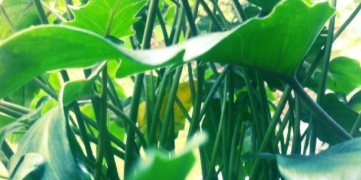 Jip Geven banner