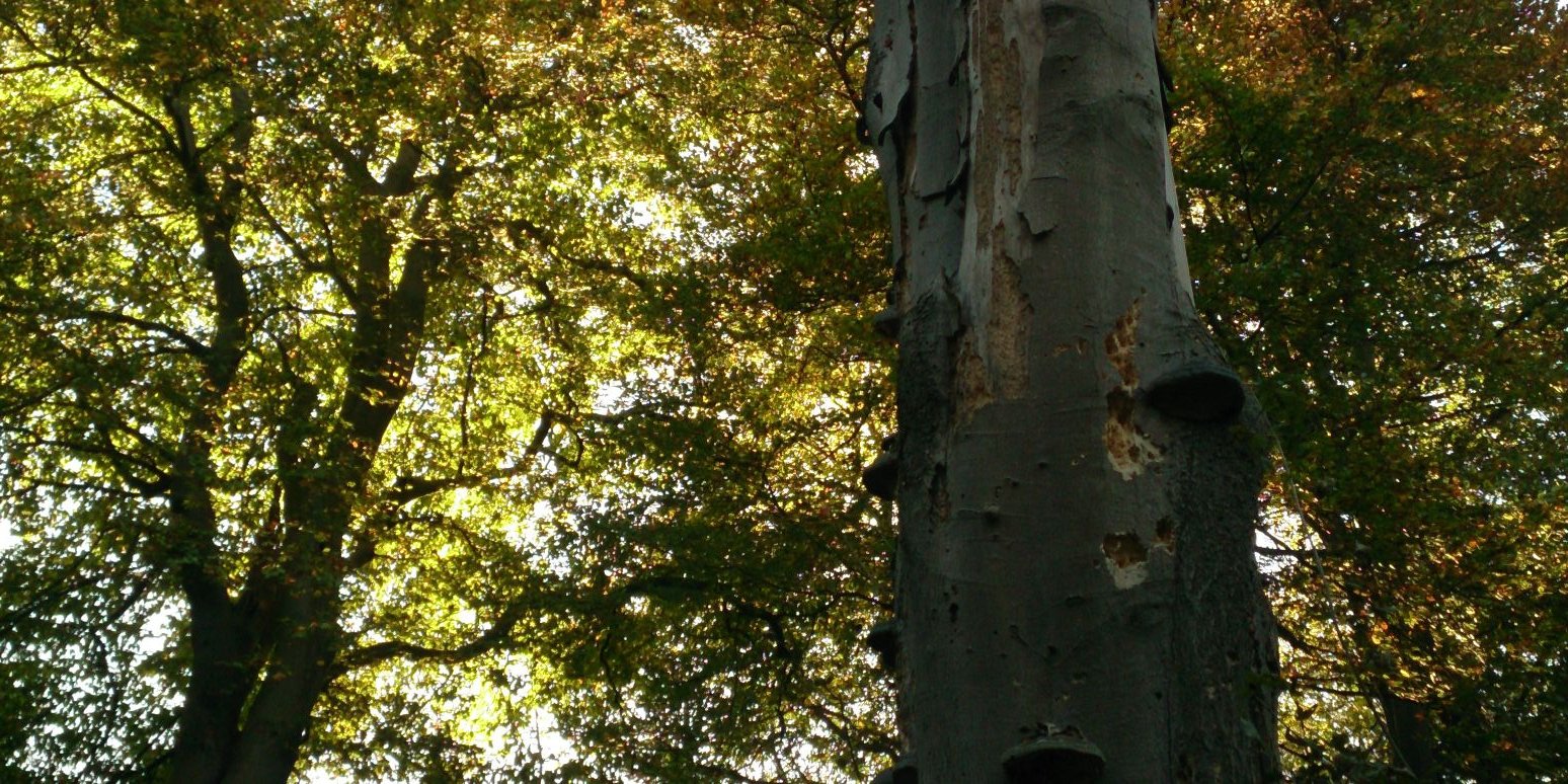 kipopstok's profile banner image