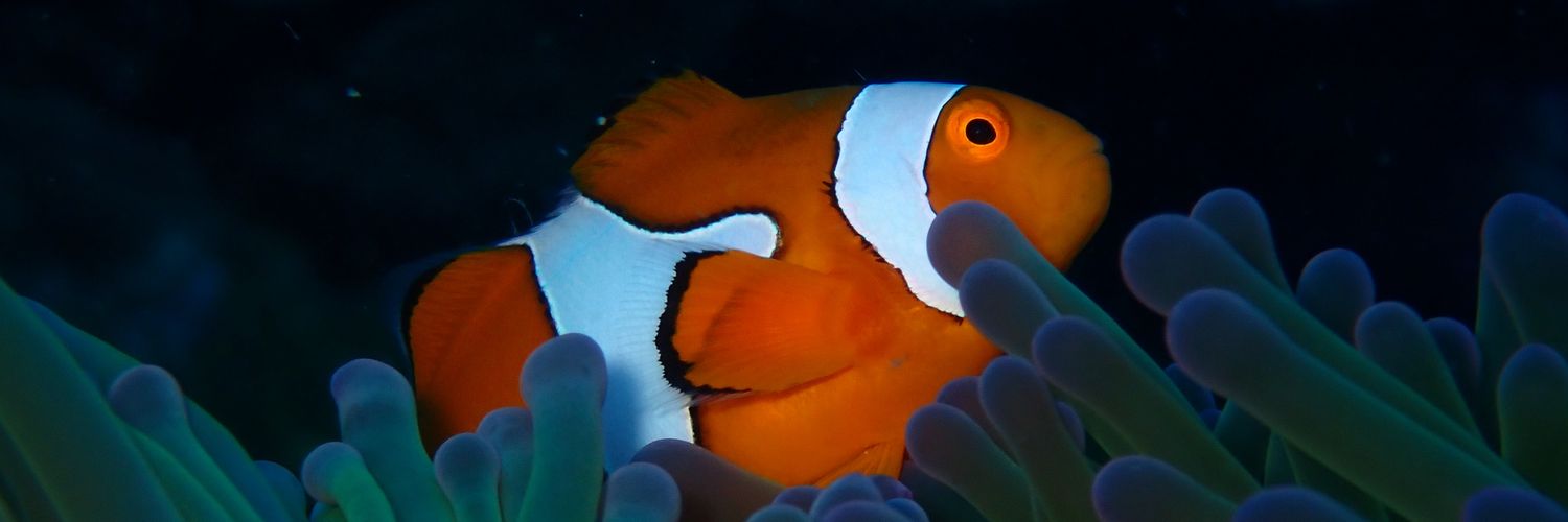 Fletcher Noble 🇬🇧🐠 banner