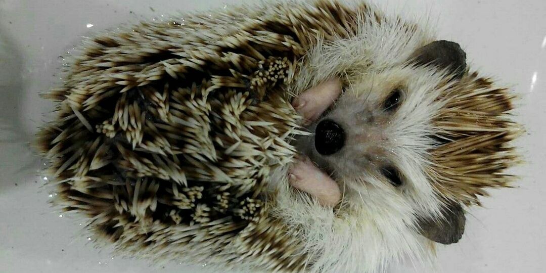 Saranything's profile banner image