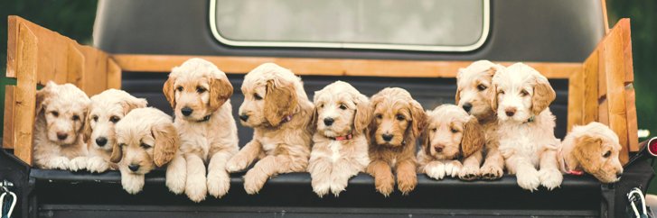 DonateToAnimals banner