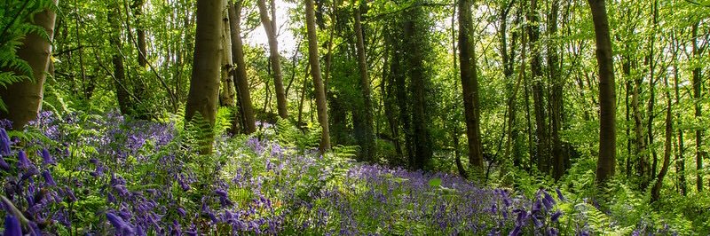 Moth Night 2022 banner