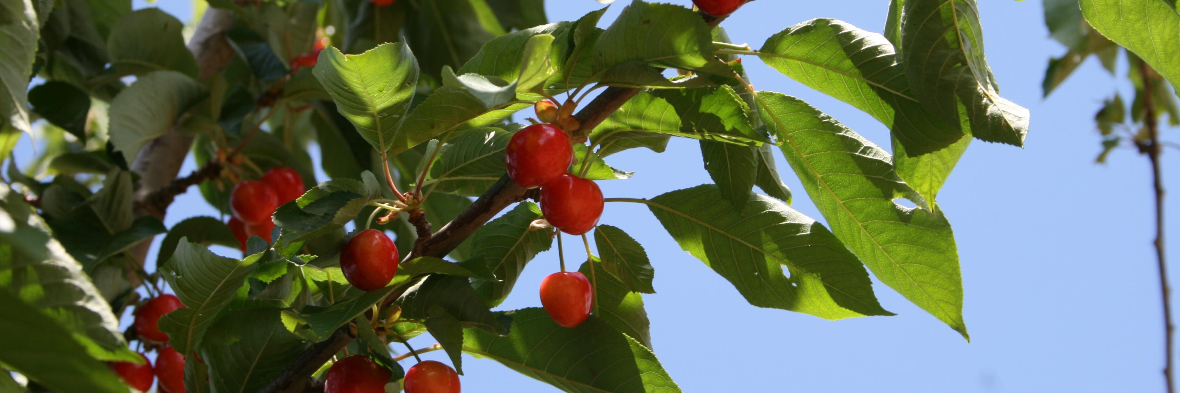 InmaCiFa's profile banner image