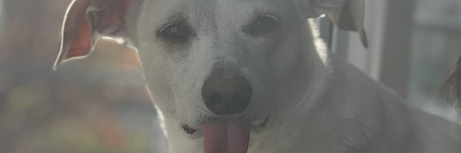 AmyLoisAnd's profile banner image