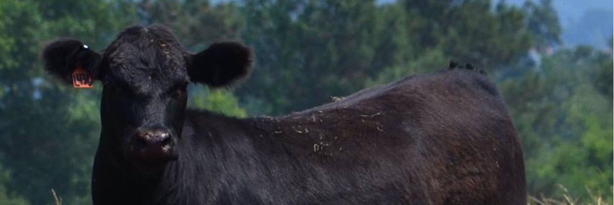 CobieRutherford's profile banner image