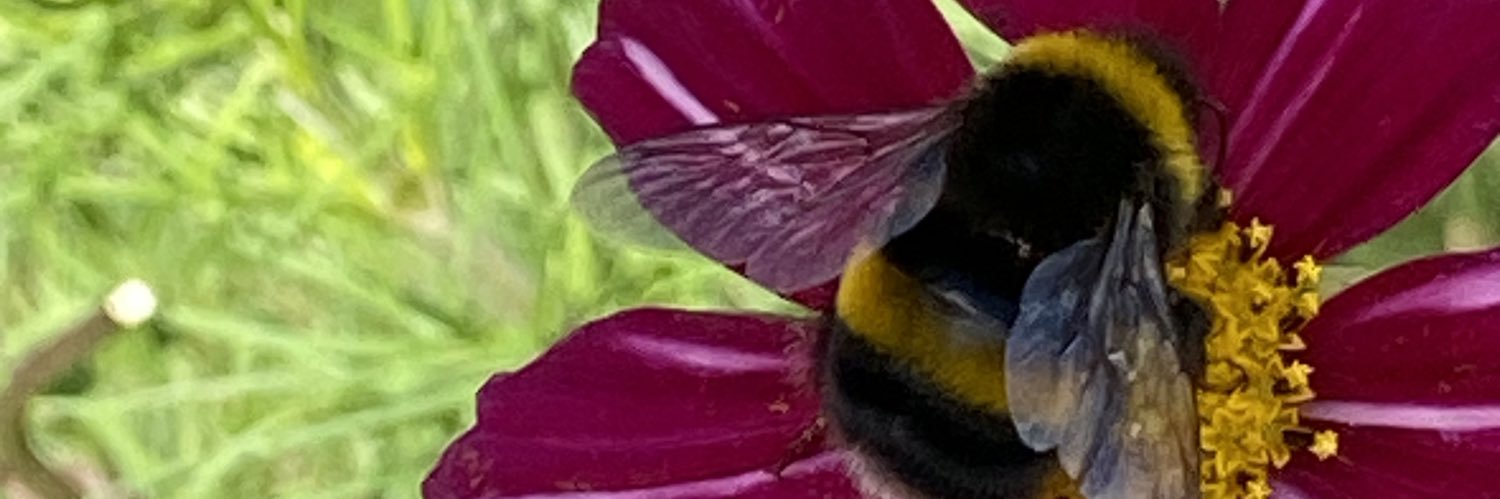LucyCoxMagic's profile banner image