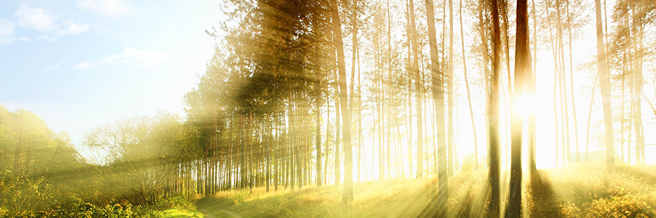 ericTreeLight's profile banner image