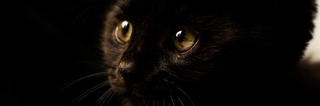 Ray_Cheyenne's profile banner image