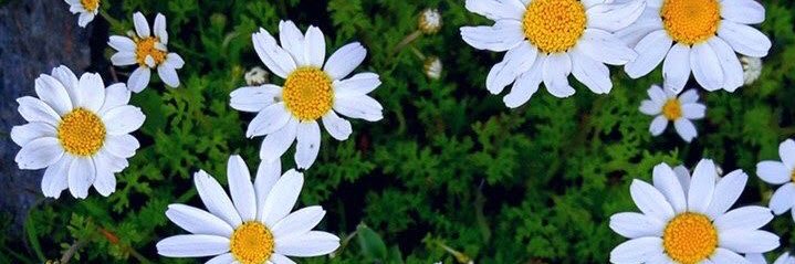 danielardlc's profile banner image