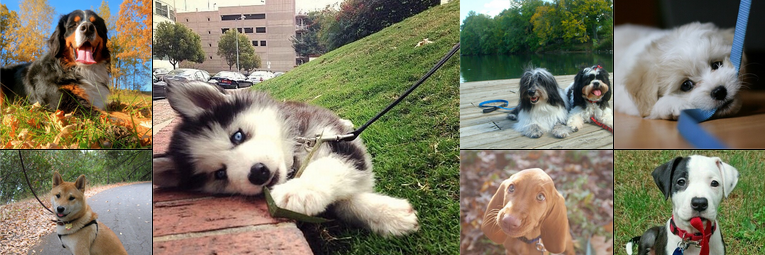 Buckhead Paws banner