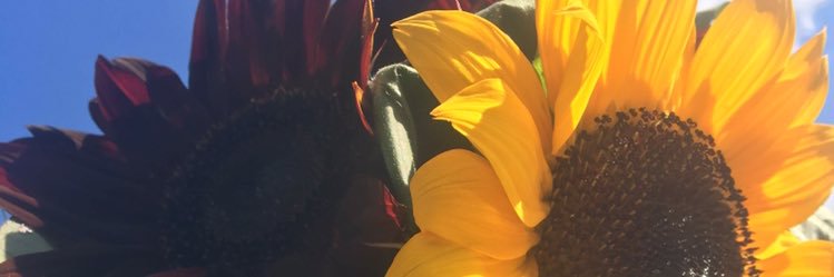 katy_elizz's profile banner image