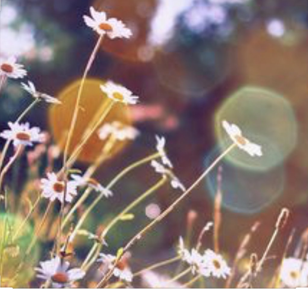 Carrie Powell banner