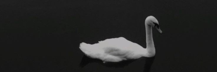 ele_benash's profile banner image