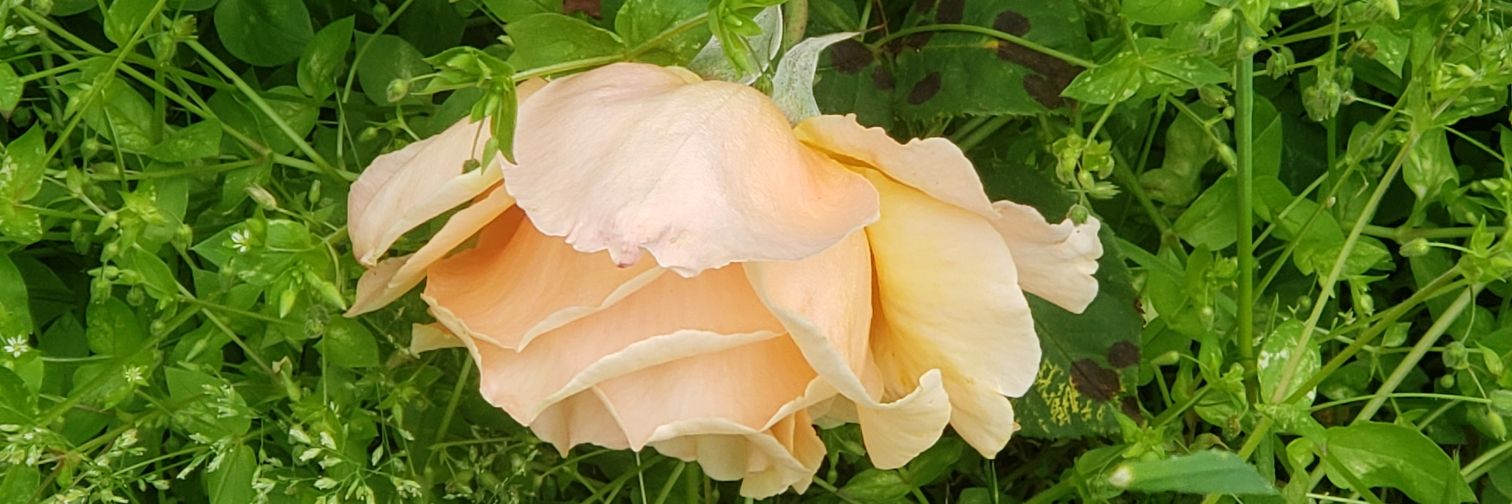 MissNature's profile banner image