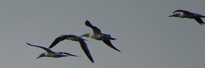 ĒēłKńāčkMōłē banner