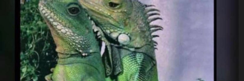 SamaraGiongo's profile banner image