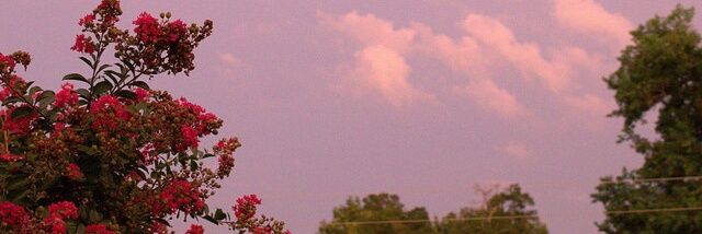 nancybuga's profile banner image