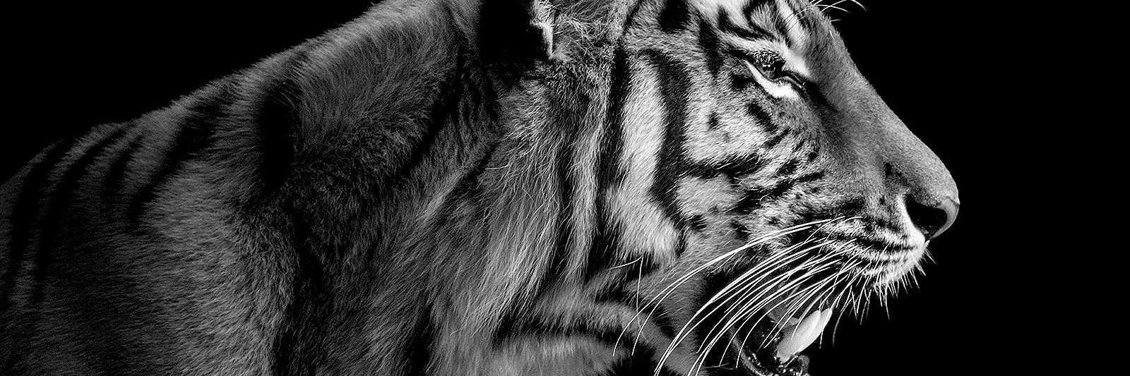 juanmo86's profile banner image