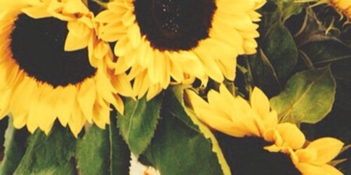The_Cookster's profile banner image