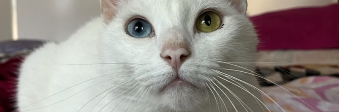 marcelasantose's profile banner image