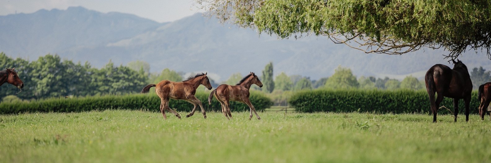 Mark Chittick banner