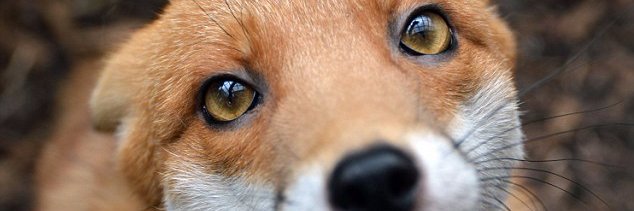 CharlesKOrr's profile banner image