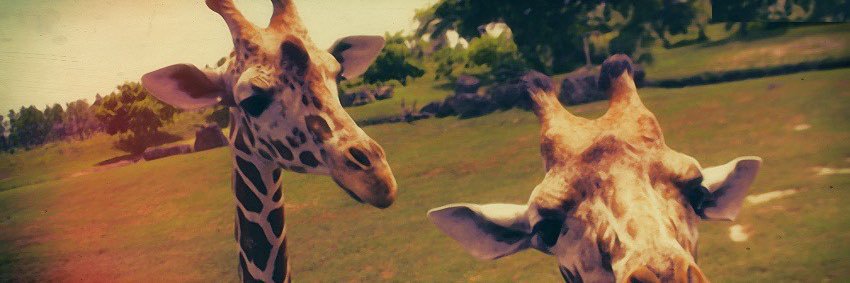 smelibee's profile banner image