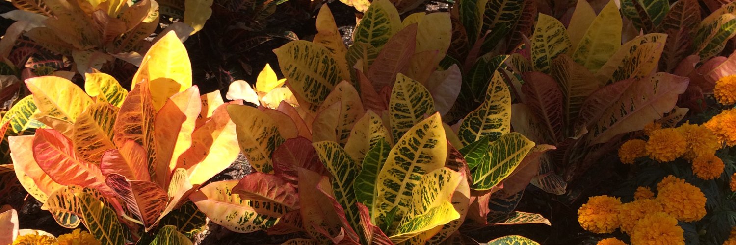 Hannah_Hartness's profile banner image