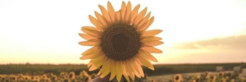 Risviaa's profile banner image