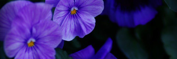 helayna28's profile banner image