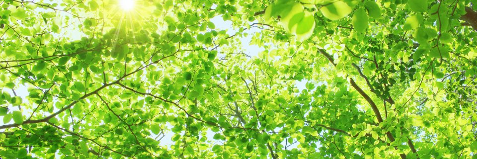 chickii1's profile banner image
