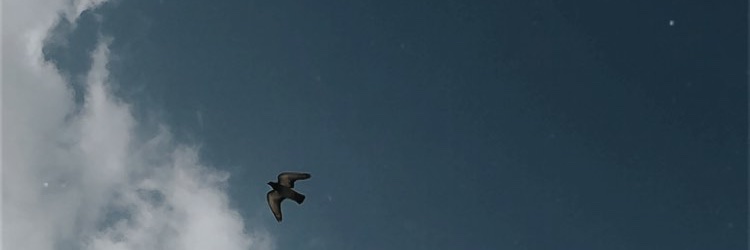 Regitapn's profile banner image