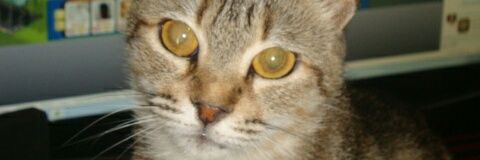shirleysouza's profile banner image