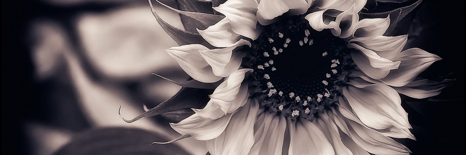 eva_seymour's profile banner image