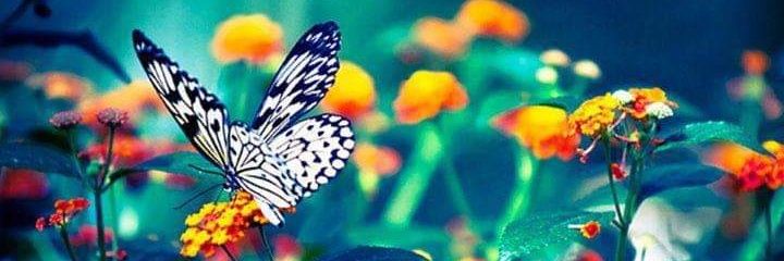 Ildaraimondi's profile banner image