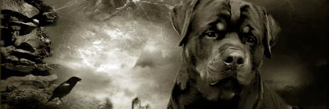 theRealKrisKay's profile banner image