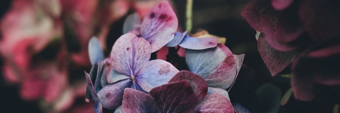 PutrySellia's profile banner image