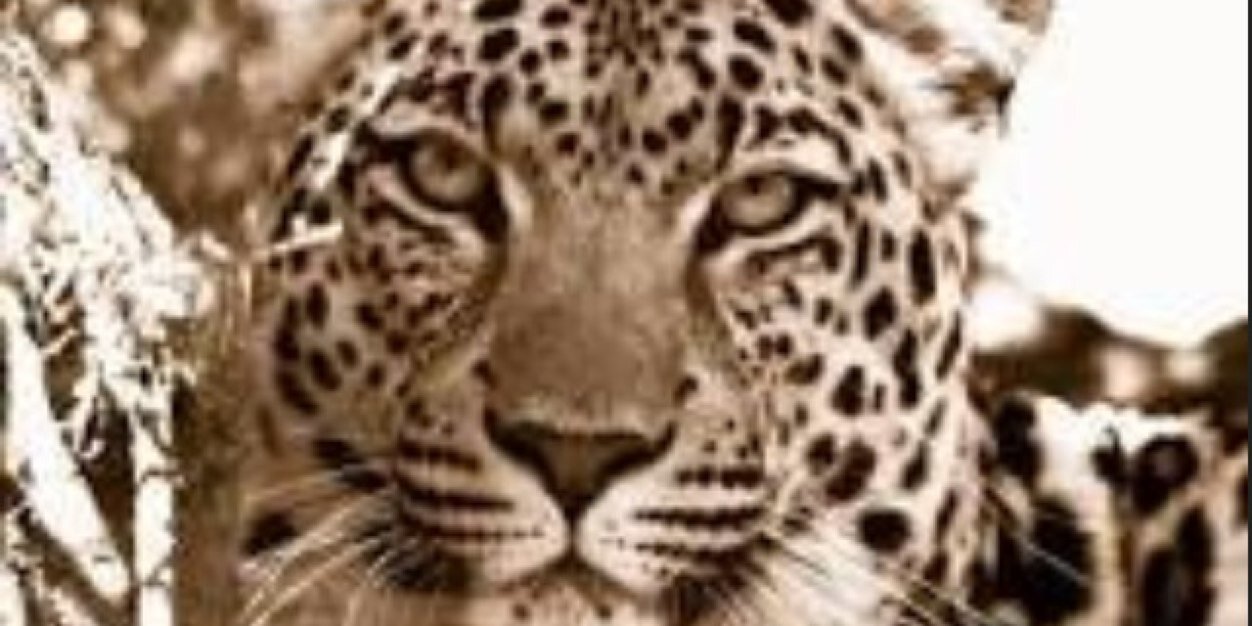 teresavtd's profile banner image