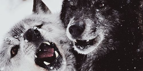 belavalencia's profile banner image