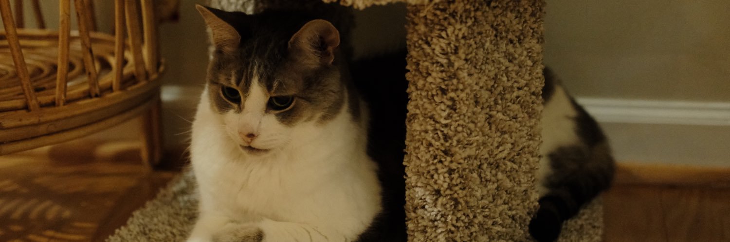 skitz 🧗‍♂️👨‍💻🌯 banner