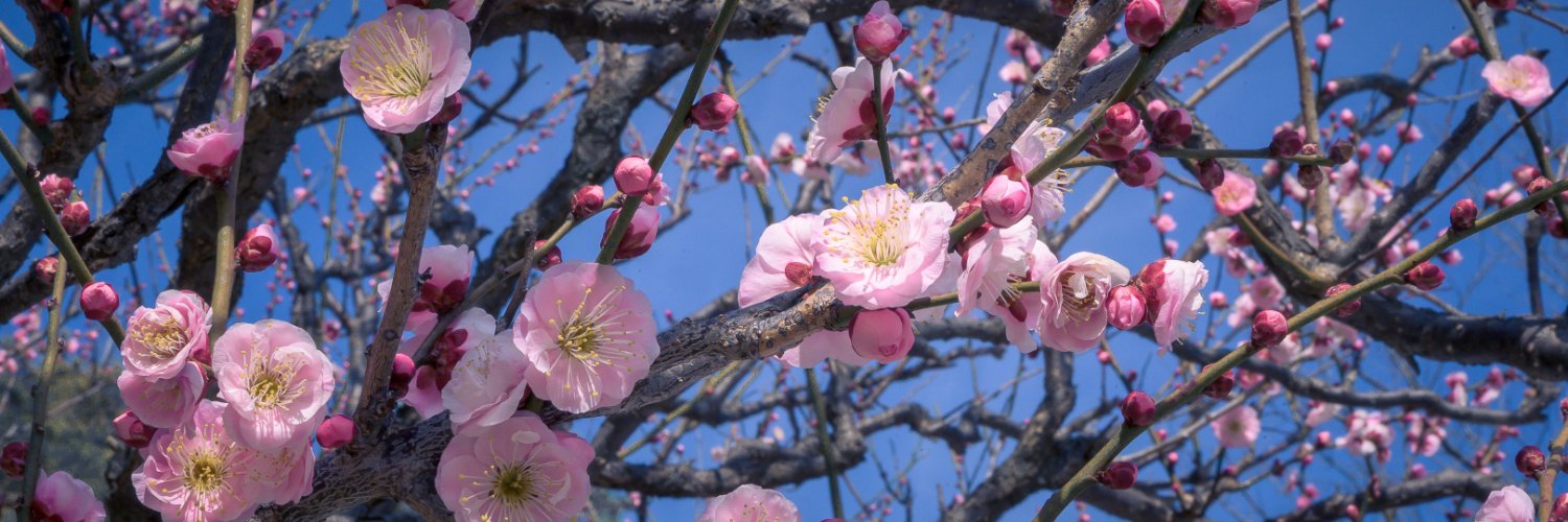 Roberto Rivera banner