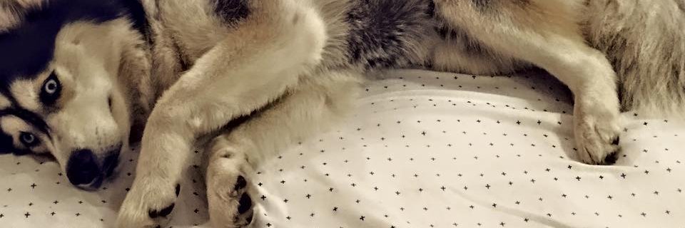 ItsIsky's profile banner image