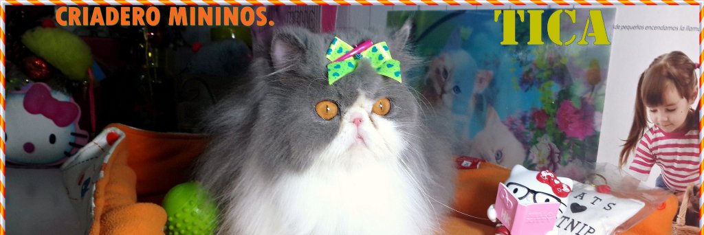 fdzuritam's profile banner image