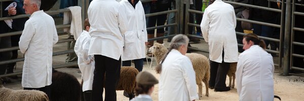 SSGFestival Profile Banner