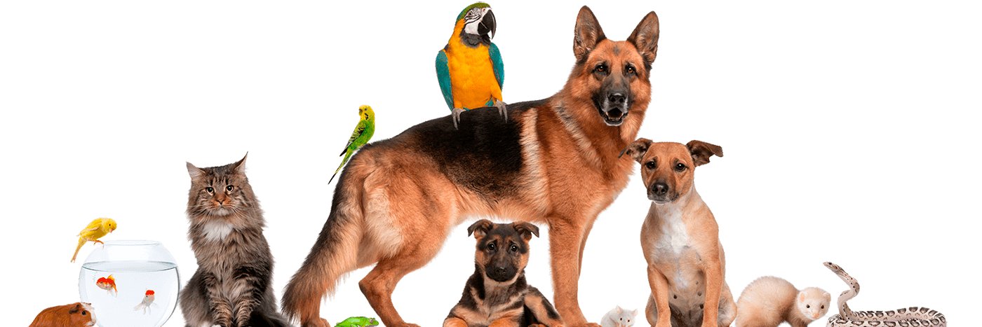 mrpetsuk's profile banner image