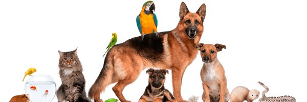 mrpetsuk Profile Banner